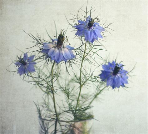 Nigella Sativa Flower