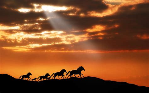 Silhouette photo of running horses HD wallpaper | Wallpaper Flare