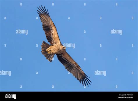 Flying Spanish Imperial Eagle; Aquila adalberti Stock Photo - Alamy