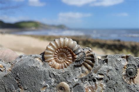 Fossil Hunting Tours in Dorset | Jurassic Coast Guides