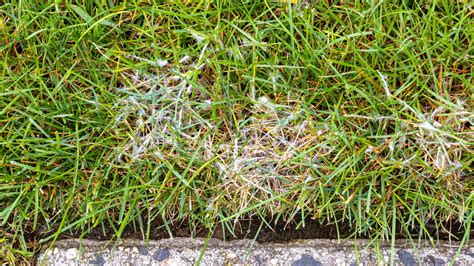 Pythium Blight Fungus: White Cotton Like Fungus On Lawn