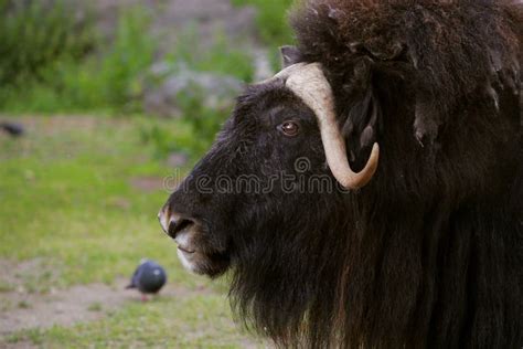 Angry Musk Ox with Big Horns Stock Photo - Image of horned, forest ...