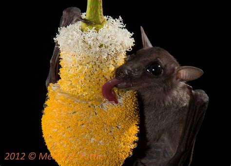 Cave Nectar Bat feeding on a Petai inflorescence in Thailand : r/batty