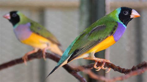 Gouldian Finch Picture, Top Gouldian Finch, #30342