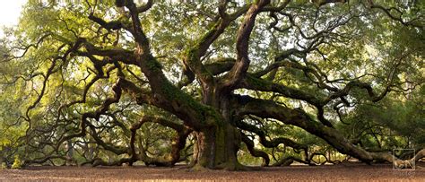 Oak Tree Wallpapers - Wallpaper Cave