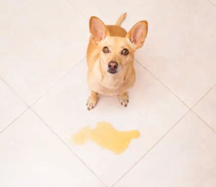 What Causes Bright Yellow Urine In Dogs? - Puppies Diary