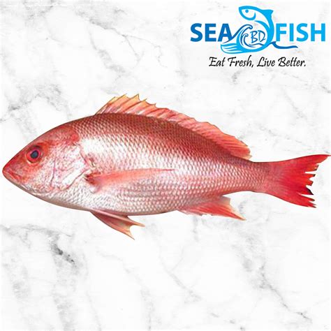 Buy Premium Red Koral Fish- Big Size 1 Pcs. Per Kg. - Sea Fish BD