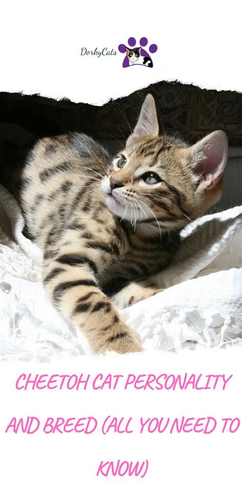 CHEETOH CAT PERSONALITY AND BREED (ALL YOU NEED TO KNOW) - DorkyCats