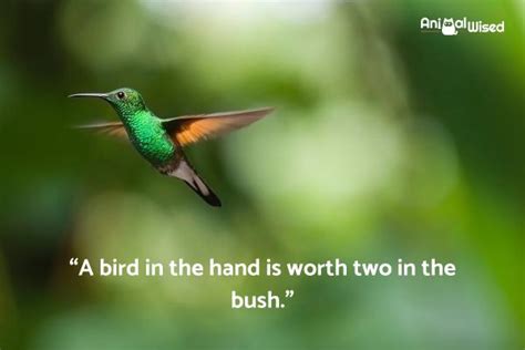 70+ Bird Sayings and Phrases - Quotes and Idioms With Birds