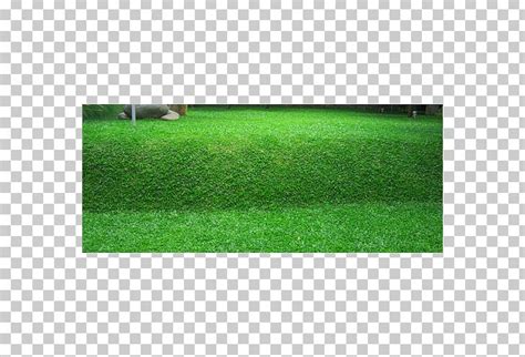 Napier Grass Lawn Benih Seed Scutch Grass PNG, Clipart, Artificial Turf, Benih, Crop, Crop Yield ...