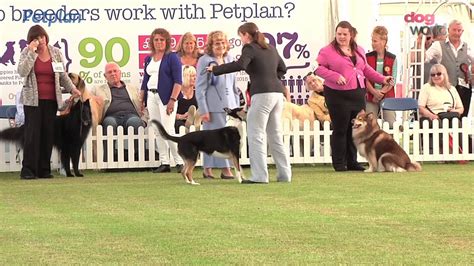 Bath Dog Show 2016 - Pastoral group - YouTube