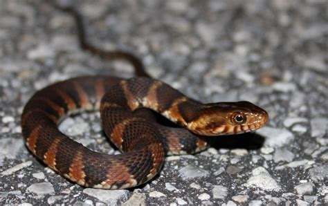 12 Unbelievable Facts About Southern Water Snake - Facts.net