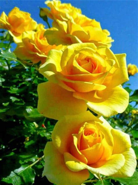 More than 999 beautiful rose flower images in an incredible 4K collection