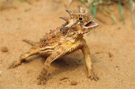 Fun Facts about the Texas Horned Lizard | Wild Animals! Amino