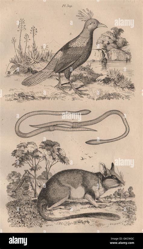 Loir (Dormouse). Lombric (Earthworm). Lophophorus (Himalayan Mona monkey), 1834 Stock Photo - Alamy