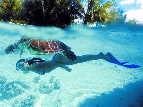 Nadar con tortuga, agua fresca y clara, playa. fondo de pantalla | Pxfuel