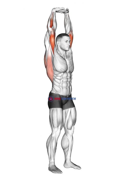 Extension Of Arms In Vertical Stretch - Home Gym Review