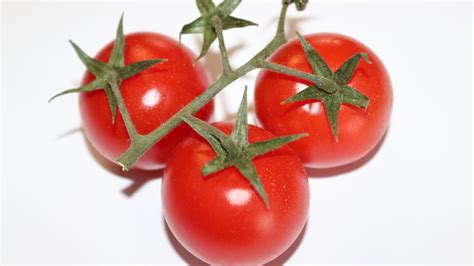 How To Pick Cherry Tomatoes - Naturalvegtable.com