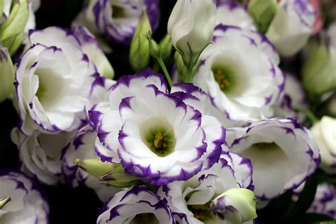 Lisianthus Wallpapers Images Photos Pictures Backgrounds