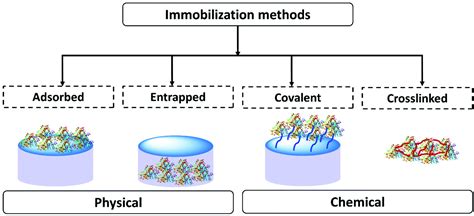 Enzyme entrapment, biocatalyst immobilization without covalent attachment - Green Chemistry (RSC ...