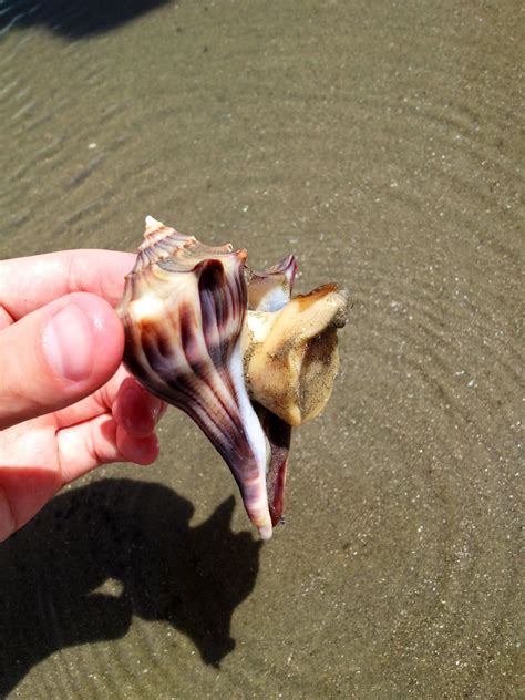 A knobbed whelk (Busycon carica) found in a tide pool on Kiawah Island ...