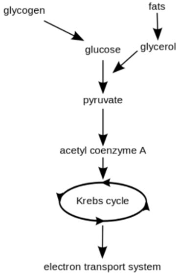 Nicotinamide Adenine Dinucleotide | NAD+ Structure & Functions | Study.com