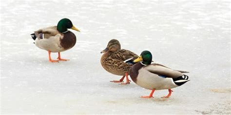 Are Birds Warm Blooded? [How Do They Control Their Temperature!] - Birdwatching Buzz