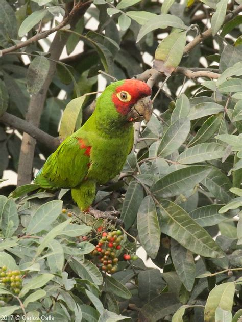 Cotorra de cabeza roja / Red-masked Parakeet (Psittacara erythrogenys)