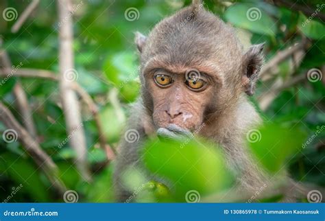 The Behavior of Monkeys Every Day Varies. Stock Photo - Image of ...