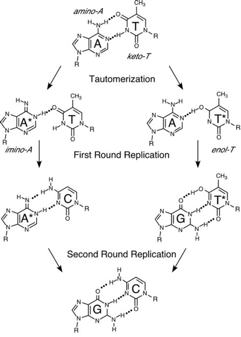 biochemistry - Anomalous base pairing of nucleotide tautomers - Biology ...