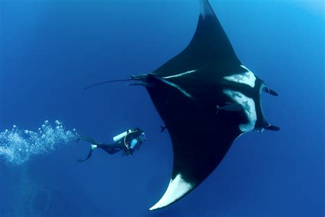 Giant manta becomes the first manta ray to be listed as an endangered ...