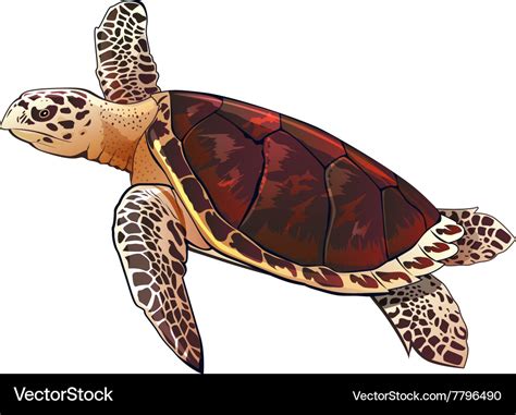 Sea turtle Royalty Free Vector Image - VectorStock