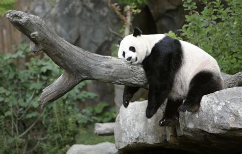 Panda Wallpapers - Wallpaper Cave