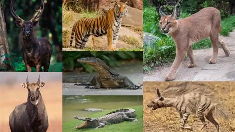 How Many Types Of Animals Are Found In Sariska National Park?