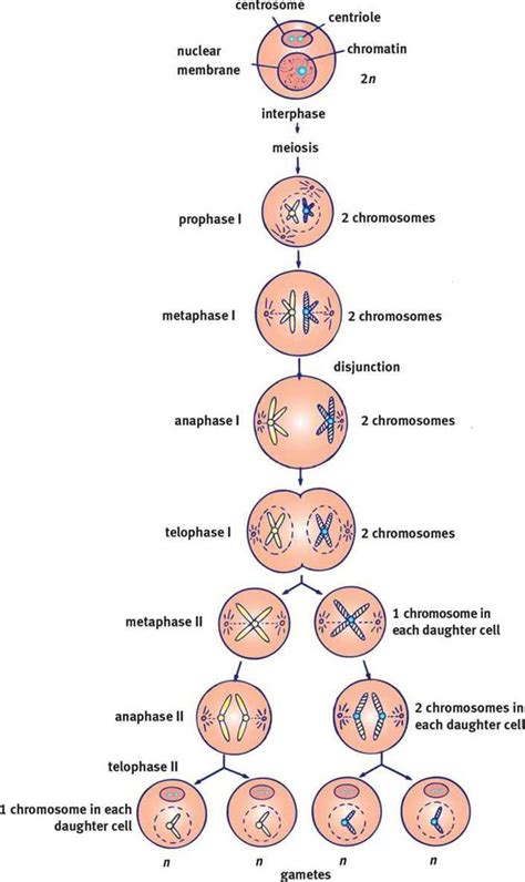 Meiosis | Meiosis, Biology lessons, Biology notes