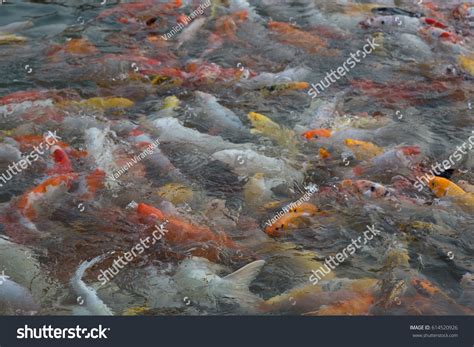 Colorful Fish Background Wallpaper Stock Photo 614520926 | Shutterstock