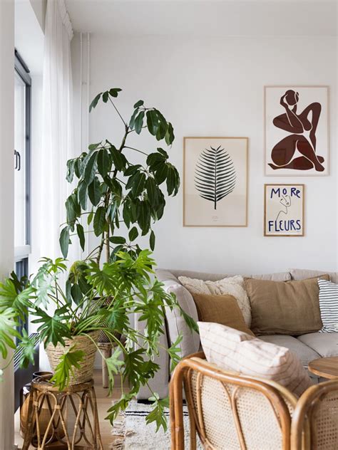 12 Stunning Mid Century Modern Indoor Plants for Every Home | Nook & Find