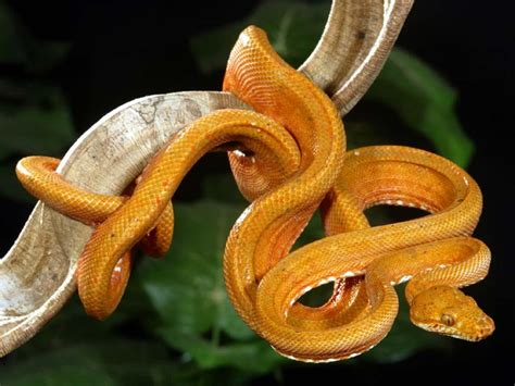 Amazing World: The World's Most Colorful Snakes - part 3