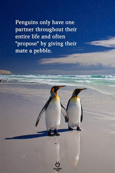 Aaauuww | Penguin quotes, Penguin facts, Penguin love quotes