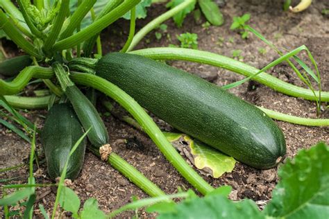 Organic Black Beauty Summer Squash Seeds — San Diego Seed Company