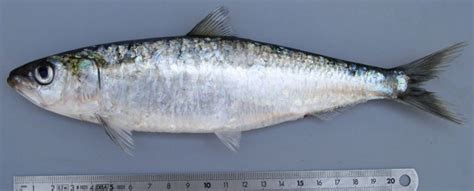 European pilchard (Sardina pilchardus) | adriaticnature