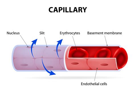 Albuminuria in Sickle Cell Disease Linked to Blood Vessel Cells