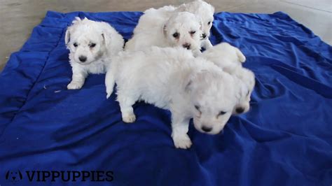 Meet our playful Bichon Frise puppies who made their first debut into the world on 2023-01-10 ...