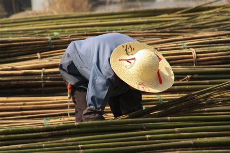 Commercial Bamboo Farming — Brightfields Natural Trading Company