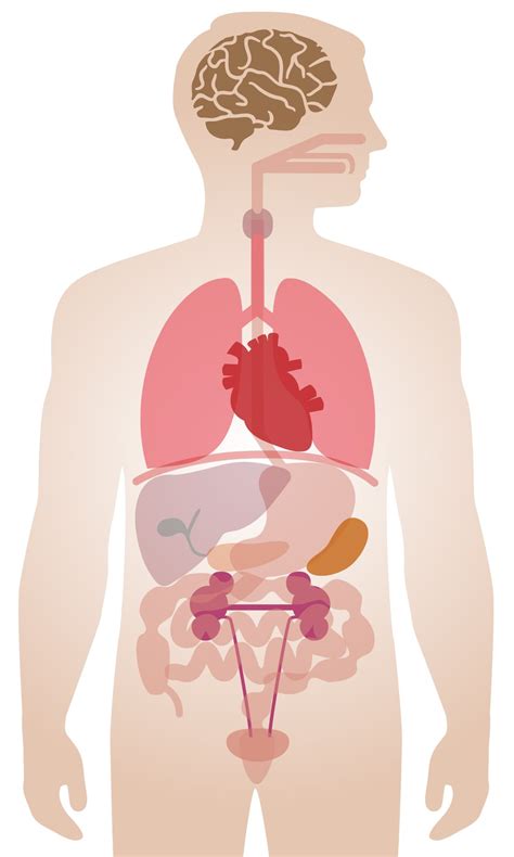 Juegos de Ciencias | Juego de partes de cuerpo humano | Cerebriti