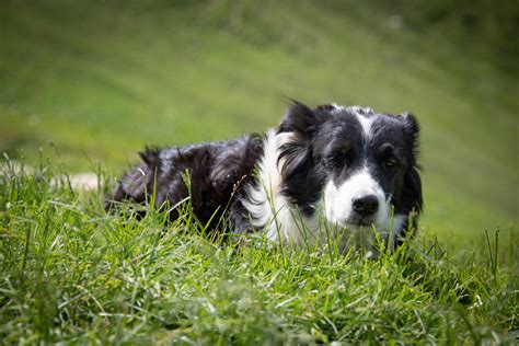 Dog, Border Collie, Sheepdog Free Stock Photo - Public Domain Pictures