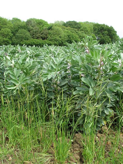 Field beans © Evelyn Simak cc-by-sa/2.0 :: Geograph Britain and Ireland