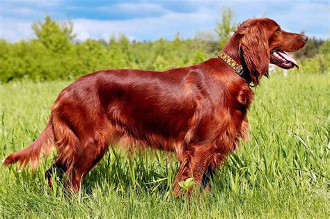 Irish Setter | DinoAnimals.com