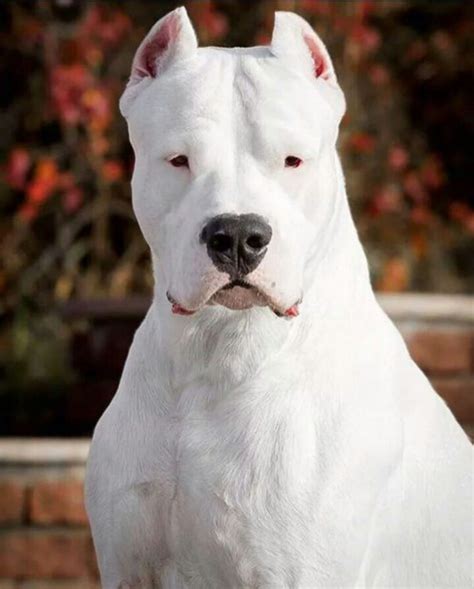 Dogo Argentino Dog Breed Information - All You Need To Know | Dog ...