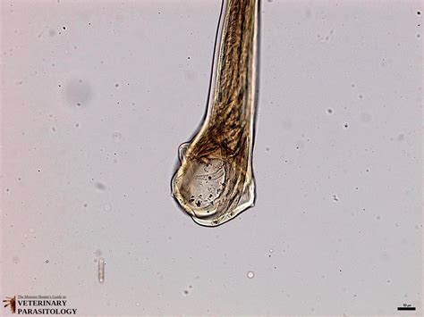 Ancylostoma sp. Roundworms - MONSTER HUNTER'S GUIDE TO: VETERINARY PARASITOLOGY